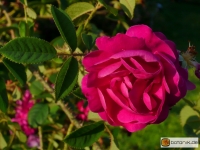 Rosa centifolia 'Muscosa Rubra'